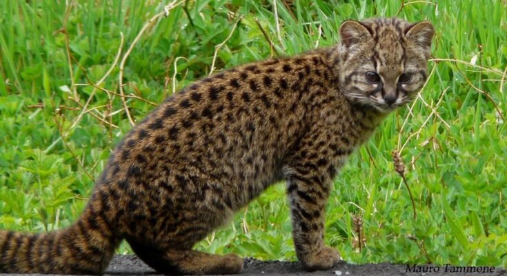 World's smallest cat, Kodkod