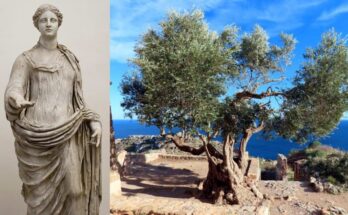 A statue of Demeter and an ancient olive tree