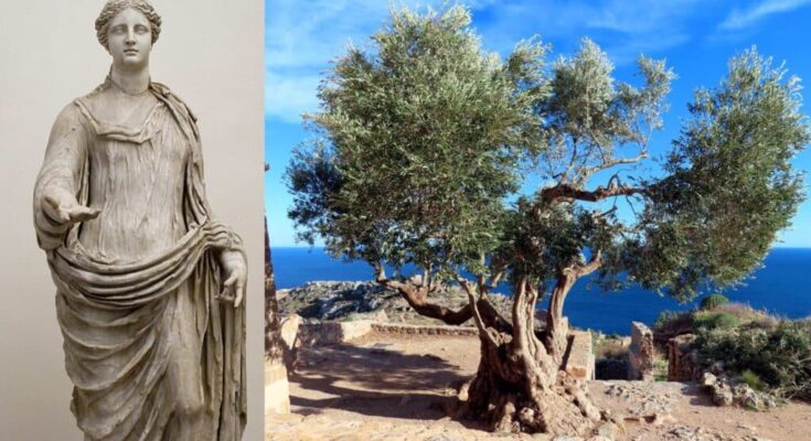 A statue of Demeter and an ancient olive tree