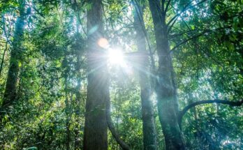 inside a forest