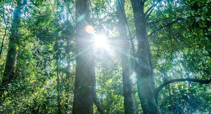 inside a forest